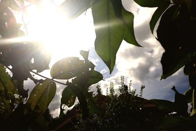 Low angle view of plants against sky on sunny day