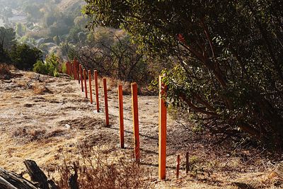 Trees growing outdoors