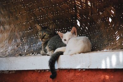 Cat sitting outdoors