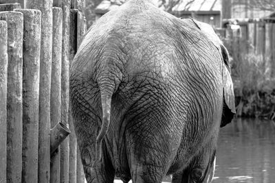 Rear view of elephant by wooden fence at montgomery zoo