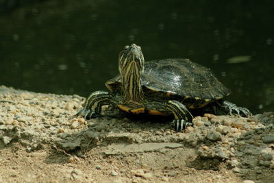 View of turtle in sea