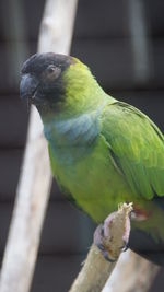 Close-up of parrot perching on tree