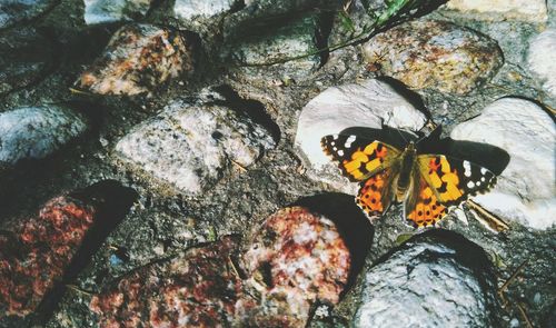 Close-up of butterfly on rock