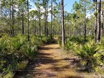 Scenic view of trees in forest against sky