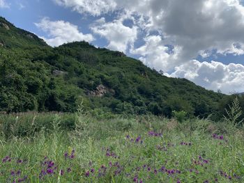 Scenic view of landscape against sky