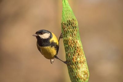 Close-up of bird perching outdoors