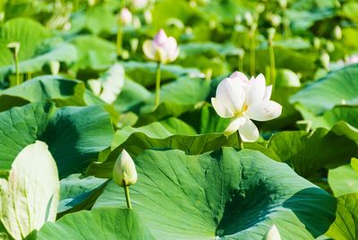 Close-up of white lotus water lily