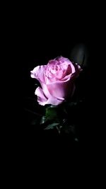 Close-up of pink rose against black background