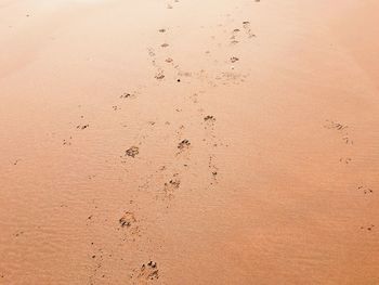 High angle view of dog footprints on sand at beach