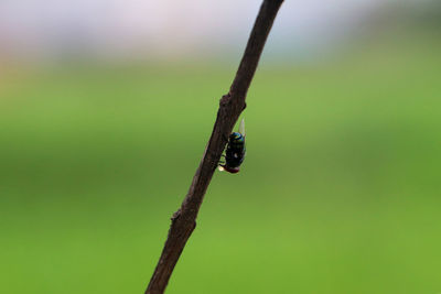 A green flies perched on a tree twig.