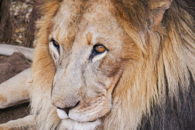 Close up of lion - panthera leo in captivity in a conservancy in nanyuki, kenya