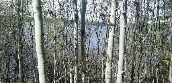 View of bamboo trees in forest