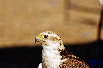 Close-up of a bird looking away
