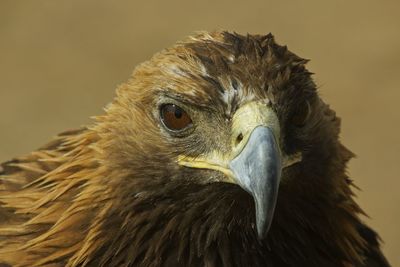 Close-up of owl