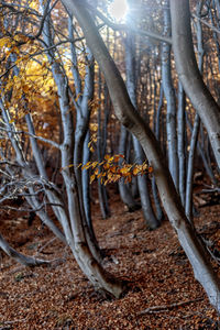 Close-up of tree branch in forest