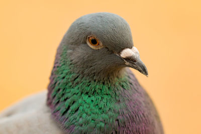 Close-up of pigeon