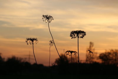 Silhouette plants on field against sky during sunset