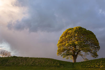 Tree on field against sky