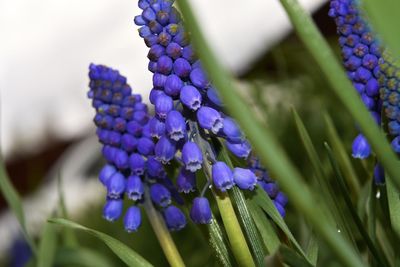 Close-up of purple flowers blooming outdoors