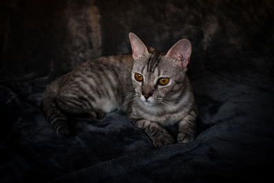 Close-up portrait of a cat resting