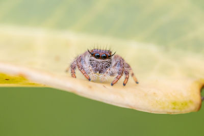 Close-up of spider