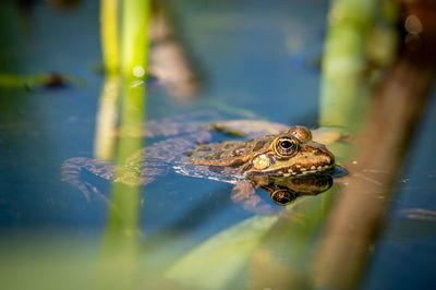 One pool frog is swimming in the vegetation area. pelophylax lessonae. beauty in nature.