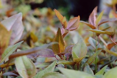 Close-up of plants