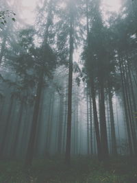 Low angle view of trees in forest