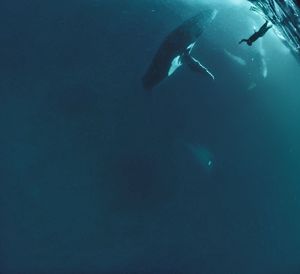 Person swimming in sea