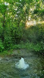 Scenic view of river amidst trees in forest