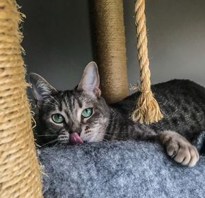 Portrait of cat resting