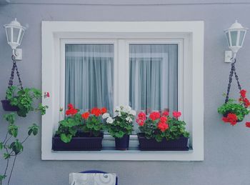 Flowers growing on window sill