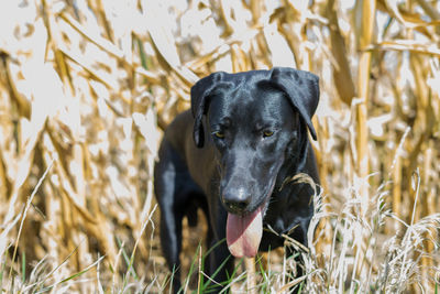 Black dog in a field