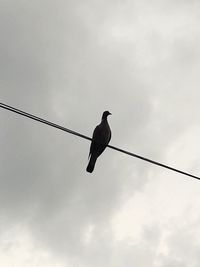 Low angle view of bird perching on cable against sky