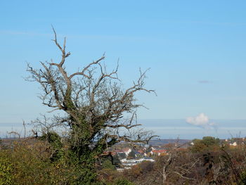 Tree by sea against clear sky