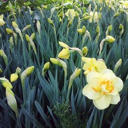 Close-up of yellow flower