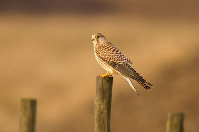 Bird perching on pole