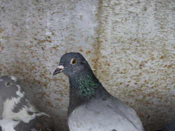 Close-up of pigeon