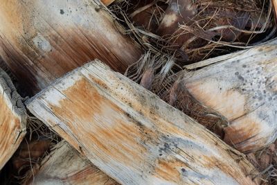 Full frame shot of wood in forest