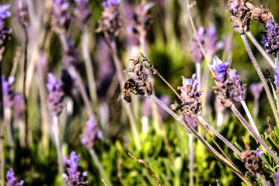 Close-up of bee on purple flowers