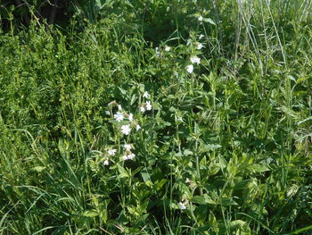 plant