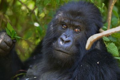 Mountain gorilla in rwanda volcanic mountains