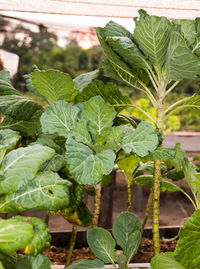 Close-up of plant growing in greenhouse