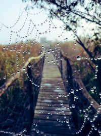 Close-up of wet spider web on rainy day