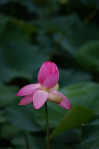 Close-up of pink lotus water lily