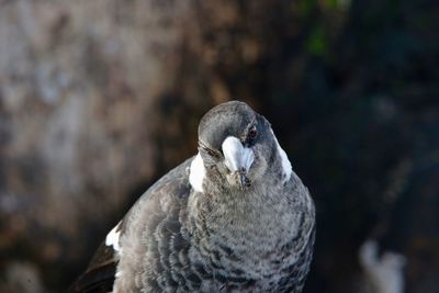 Close-up portrait of a bird