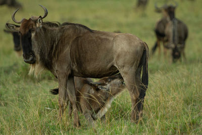 Wildebeest calf nursing from its mother