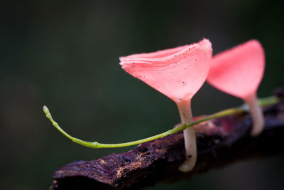 Close-up of pink rose flower