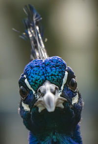 Close-up portrait of a peacock