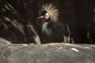 Close-up of bird against blurred background